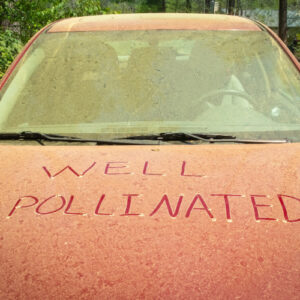 Car in Raleigh, NC covered in yellow pollen with “WELL POLLINATED” written on the hood — a clear sign it’s time to call Enovana Green Cleaning for help controlling pollen inside your home.