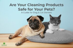 Pug and gray cat resting together on a cushion — Enovana Green Cleaning Raleigh pet-safe cleaning guide for dog and cat owners