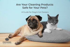Pug and gray cat resting together — Enovana Green Cleaning guide to pet-safe cleaning products for dog and cat owners in Raleigh Durham Cary NC